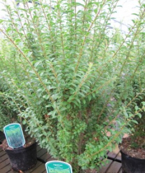 Preview: Ligustrum sinense Eugenie Clive 2
